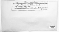 Image of Zignoella morthieri